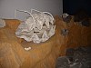 DSC00412.jpg