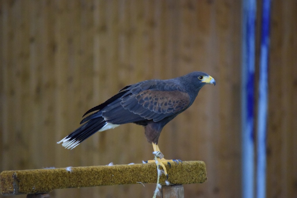 DSC_0135.jpg