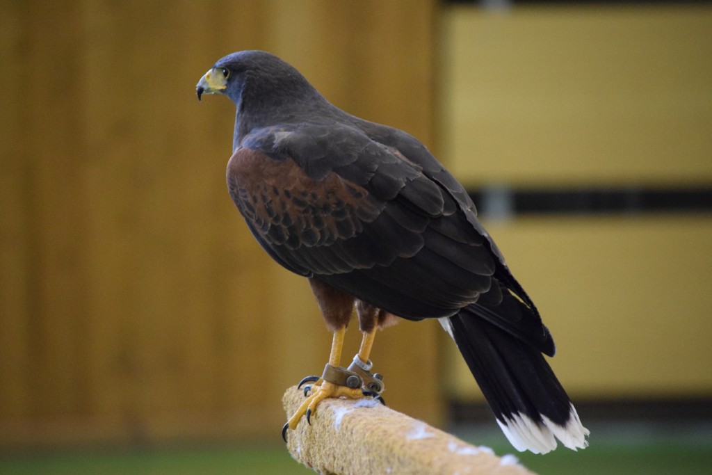 DSC_0139.jpg