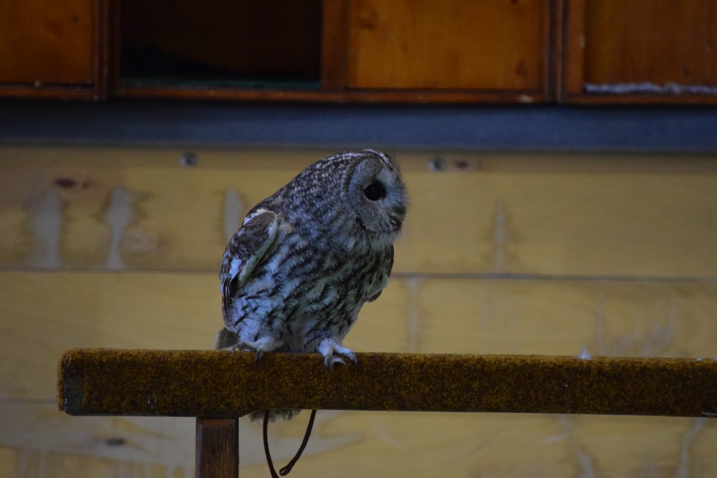 DSC_0175.jpg