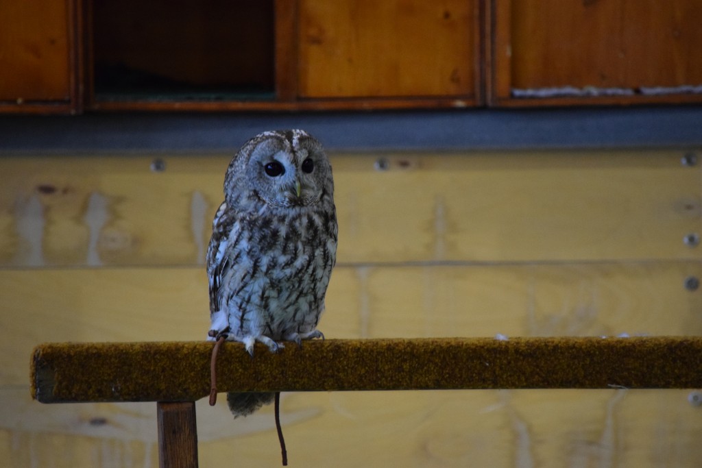 DSC_0178.jpg