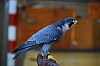 DSC_0117.jpg