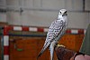 DSC_0130.jpg