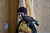 DSC_0137.jpg