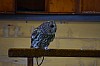 DSC_0175.jpg