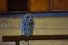 DSC_0179.jpg