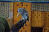 DSC_0184.jpg