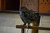 DSC_0203.jpg