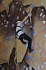 DSC_0306.jpg