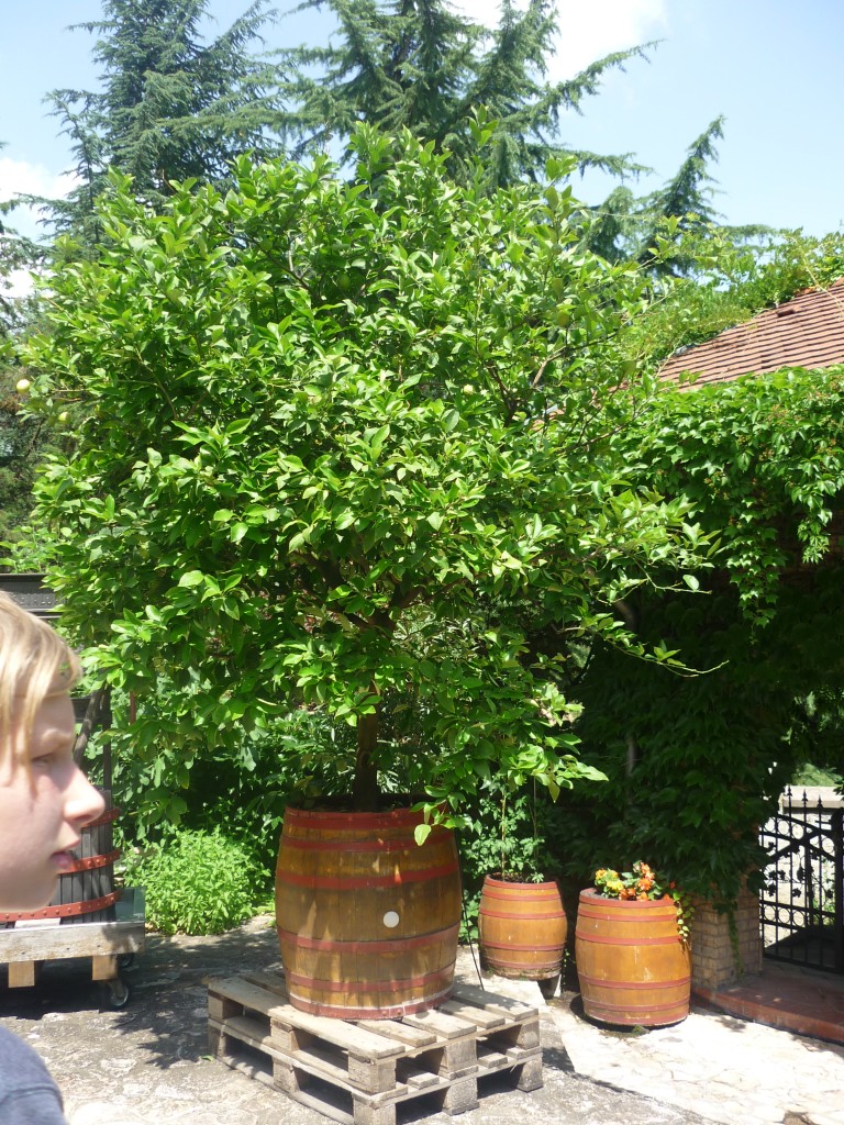 P1010639.jpg