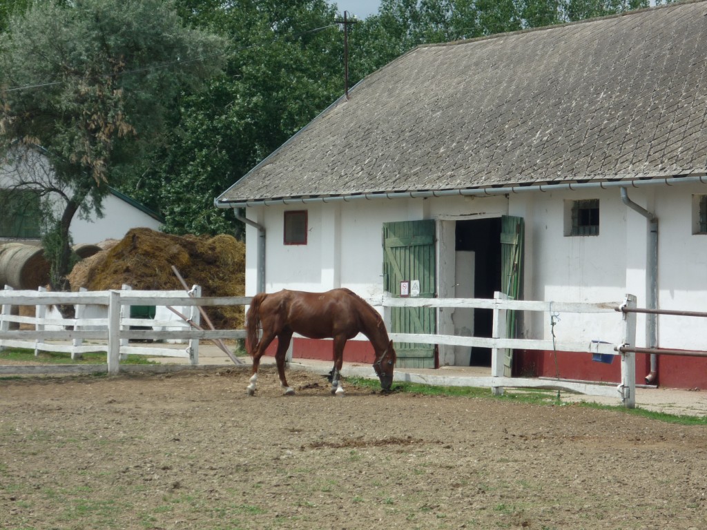 P1010648.jpg