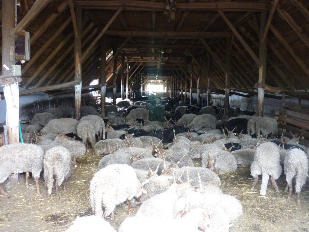 P1010736.jpg