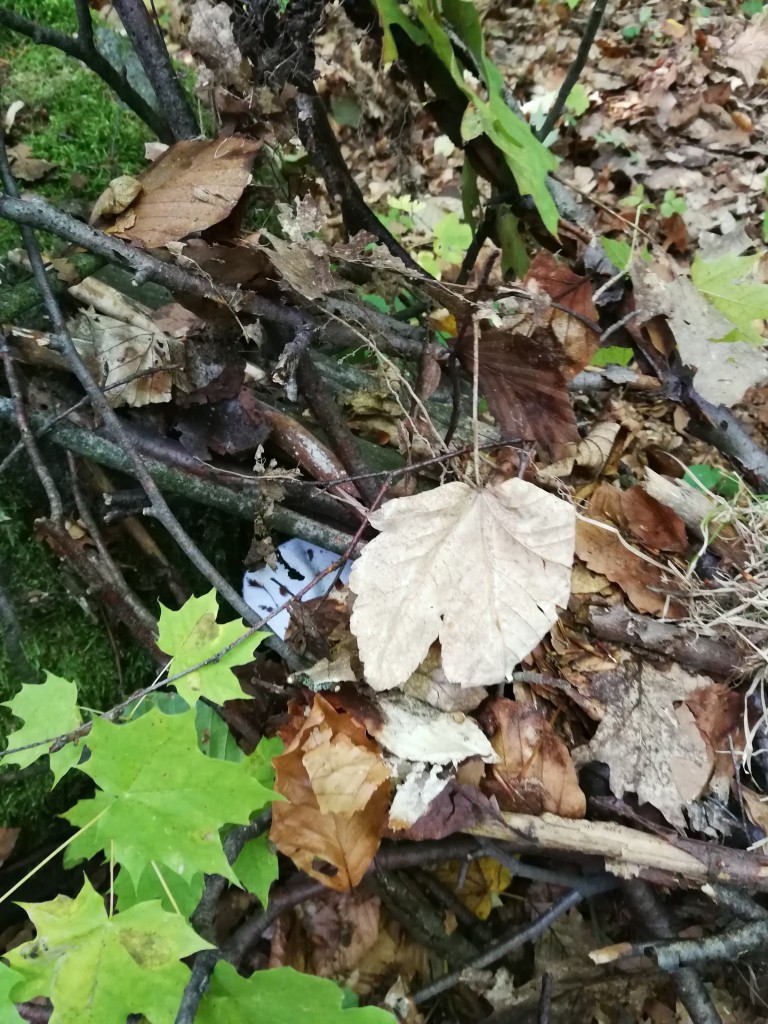 IMG_20181004_102035.jpg