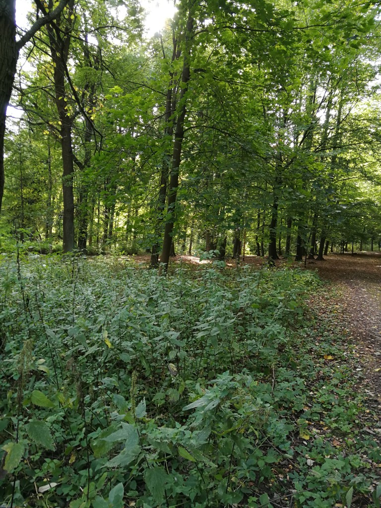 IMG_20181004_103034.jpg