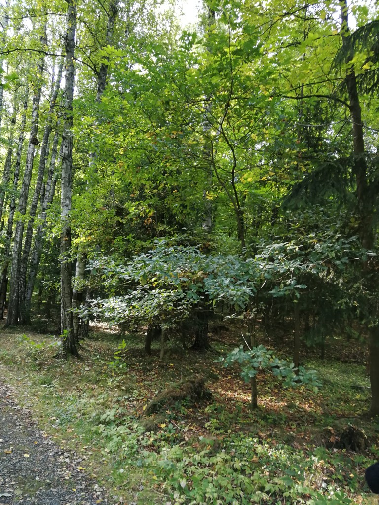 IMG_20181004_103040.jpg