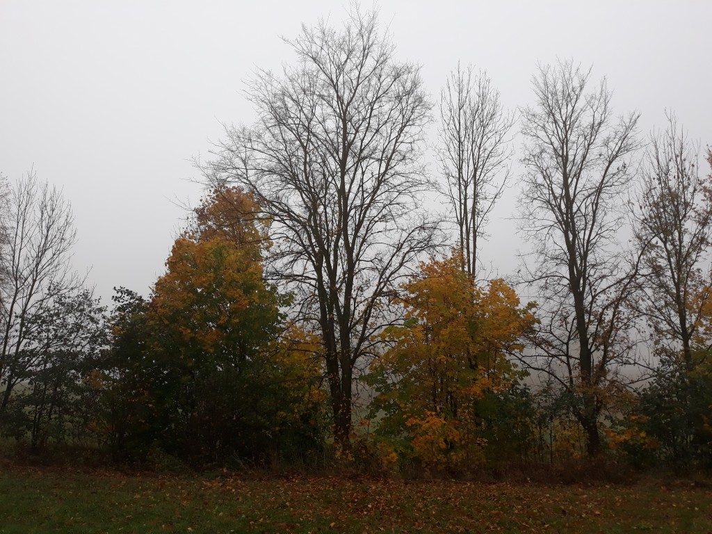 20181019_101207.jpg