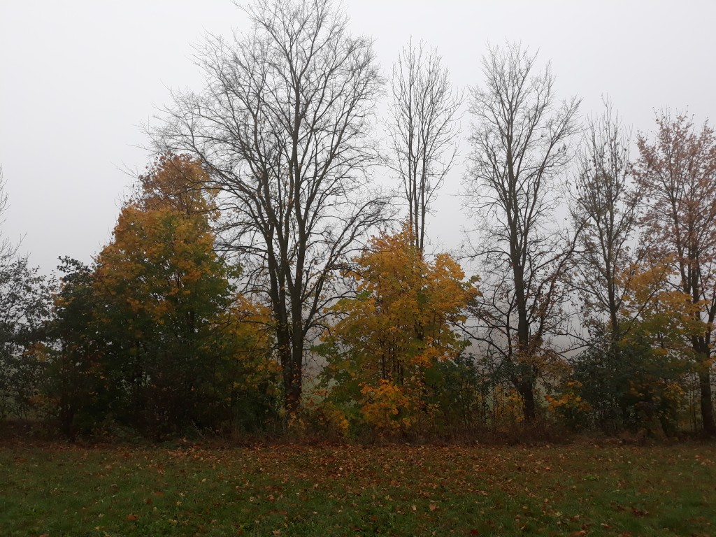 20181019_101213.jpg