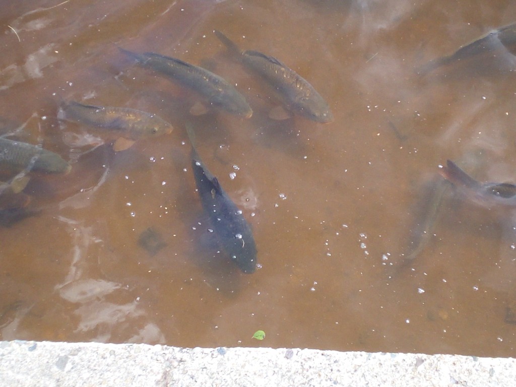 IMG_20190617_142216.jpg