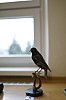 _DSC6479.jpg